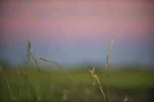 Gras im das Vordergrund von ein Sonnenuntergang foto