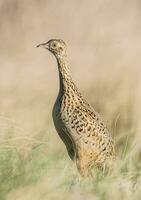 ein Vogel Stehen im hoch Gras im ein Feld foto