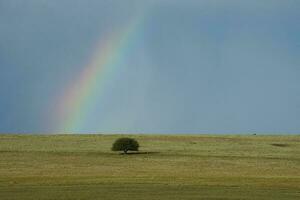 ein Regenbogen erscheint im das Himmel Über ein Feld foto