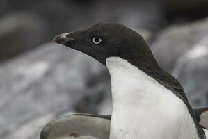 ein Pinguin mit ein schwarz und Weiß Kopf foto