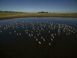 ein Herde von Flamingos im ein See foto