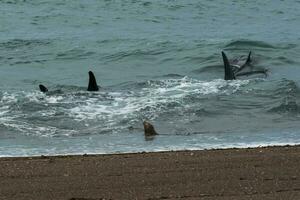 Orcas im das Ufer foto