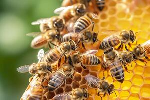 Honig Bienen auf Bienenwabe im Bienenhaus im Sommer, Honig Bienen kommunizieren mit jeder andere, ai generativ foto