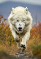 das Wolf Blick, ein Moment von Leben im das Arktis Wildnis. ai generativ foto