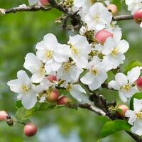 kostenlos Blühen Ast von Apfel Baum. ai generiert foto