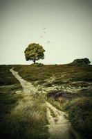 Baum im Naturlandschaftshintergrund foto