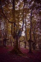 Bäume im Wald in der Herbstsaison foto