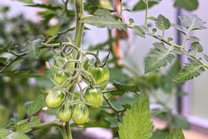 Grüne unreife Tomaten hängen an einem Buschzweig in einem Gewächshaus. Ernte- und Gartenkonzept