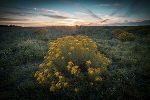 Argentinier Vegetation Pampas Aussicht foto