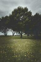 Blume Feld im Pampas, Argentinien foto