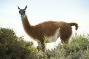 Guanaco Tier im das wild, Pampas, Argentinien foto