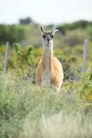 Guanaco Tier im das wild, Pampas, Argentinien foto