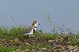 Watvogel im las Pampas, Argentinien foto