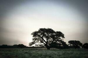 Landschaft las Pampas, Argentinien foto