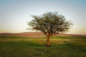 Landschaft las Pampas, Argentinien foto