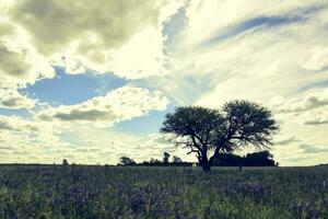 Landschaft las Pampas, Argentinien foto