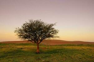 Landschaft im las Pampas, Argentinien foto