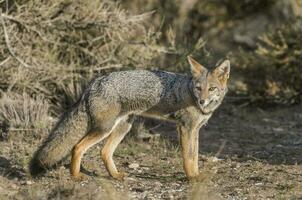 ein grau Fuchs im das wild foto