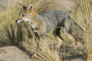 ein grau Fuchs im das wild foto