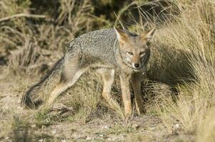 ein grau Fuchs im das wild foto