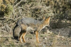 ein grau Fuchs im das wild foto