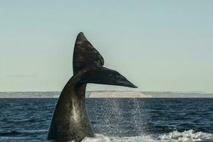 Orca im das Wasser foto