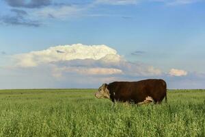 Stier Zucht im das Argentinien Landschaft foto