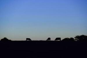 Stier Zucht im das Argentinien Landschaft foto