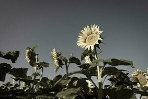 ein Feld von Sonnenblumen mit ein Blau Himmel im das Hintergrund foto