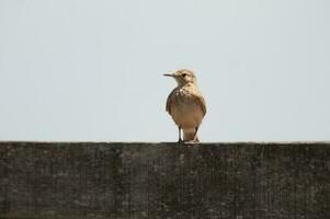 wenig Vogel im Argentinier Pampas foto