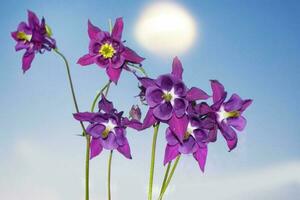 Aquilegia Blumen auf ein Hintergrund von das Sommer- Landschaft. foto