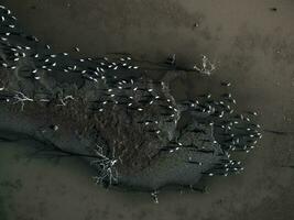 Vögel im das Feuchtgebiete von Pantanal, Brasilien foto