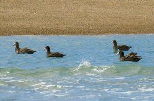 ein Gruppe von Enten Schwimmen im das Ozean foto