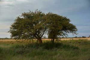 ein groß Baum im ein Feld foto