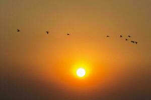 ein Herde von Vögel fliegend im das Himmel beim Sonnenuntergang foto