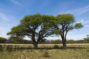 ein groß Baum mit viele Blätter foto