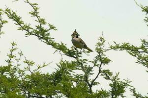 schön Vogel im Brasilianer pantanal foto