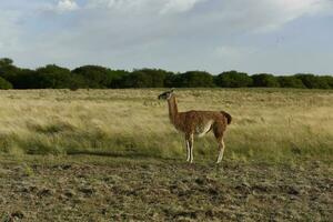 Guanaco Tier im das wild, Pampas, Argentinien foto