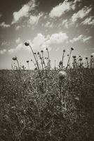 Blume Feld im Pampas, Argentinien foto