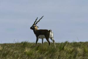 Antilope Weiden lassen im Süd Afrika foto