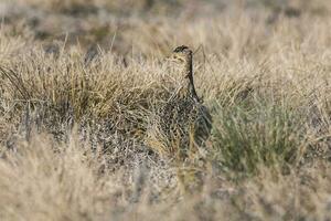entdeckt tinamu Vogel im las Pampas, Argentinien foto