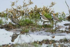 Watvogel im las Pampas, Argentinien foto