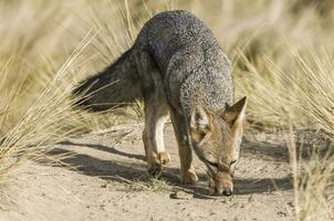 ein grau Fuchs im das wild foto