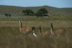 Guanakos im Chile foto