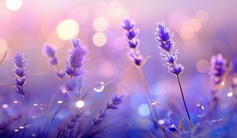 Lavendel Feld Hintergrund foto