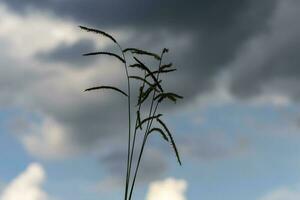 Frau halten Sommer- Gras im das Feld schön Himmel und Wolken Hintergrund. warm Sonnenlicht. foto