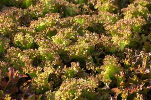 frischer salat blätter salate gemüse hydroponik farm foto