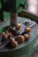 Muschelcracker zum Knacken von Macadamia Macadamianuss öffnen foto