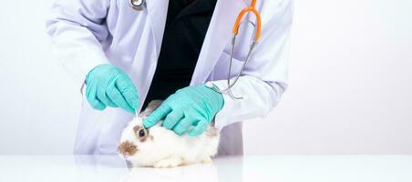 Tierärzte verwenden Baumwolle Tupfer zu prüfen das flauschige Hase Augen und prüfen zum das Pilz. Konzept von Tier Gesundheitswesen mit ein Fachmann im ein Tier Krankenhaus foto