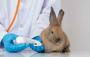 Tierärzte mit ein Binde wickeln um das flauschige Hase gebrochen Bein zu welt das Bein. Konzept von Tier Gesundheitswesen mit ein Fachmann im ein Tier Krankenhaus foto